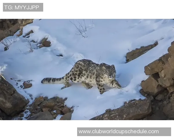 新疆雪豹迎战武汉卓尔力争在主场展现强劲实力与团队默契